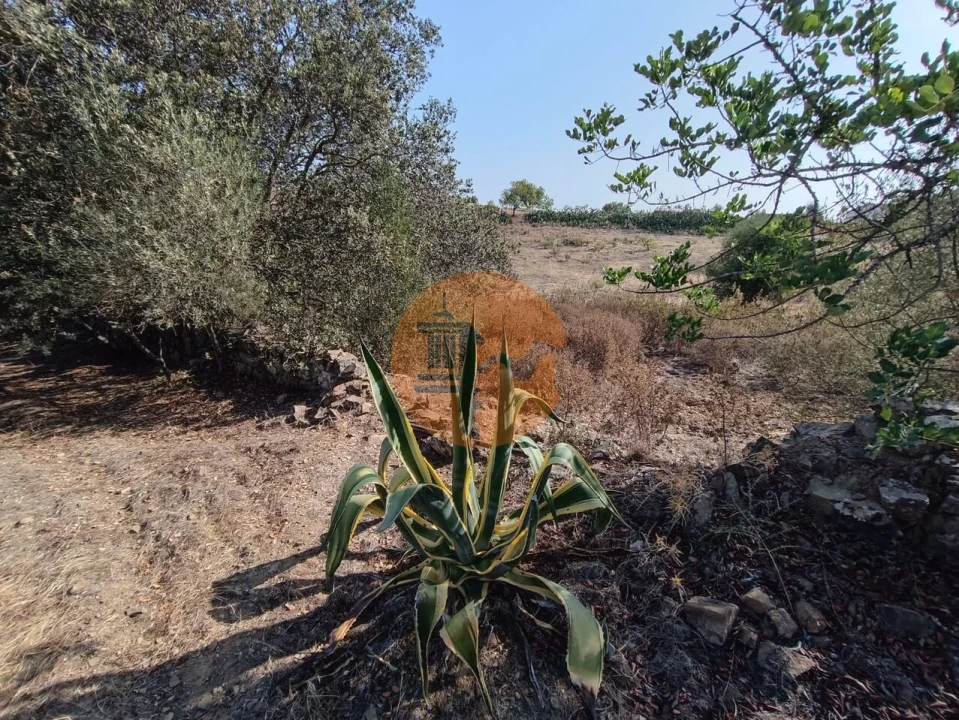 Terreno para Venda em Azinhal Foto 17