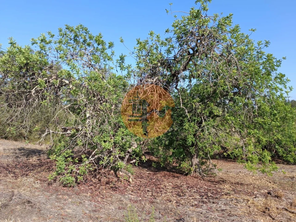 Terreno para Venda em Azinhal Foto 27