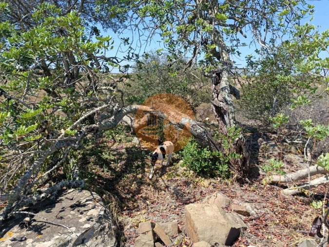 Terreno para Venda em Azinhal Foto 8