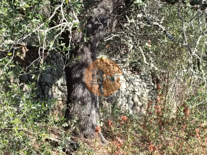 Terreno para Venda em Azinhal Foto 22