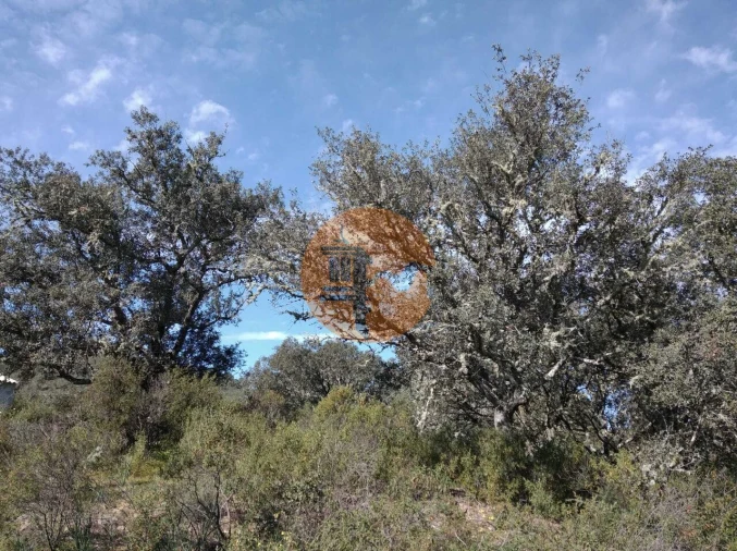 Terreno para Venda em Odeleite Foto 23