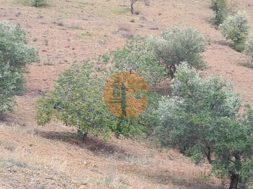 Terreno para Venda em Azinhal Foto 6