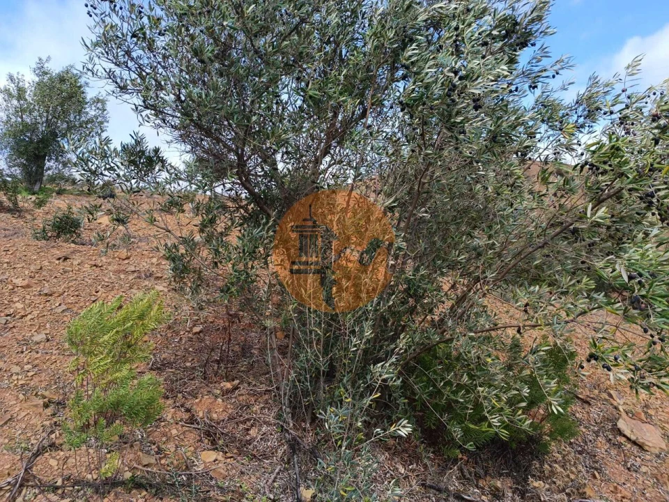 Terreno para Venda em Azinhal Foto 7