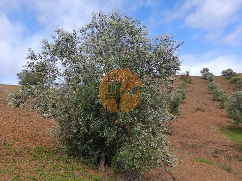Terreno para Venda em Azinhal Foto 3