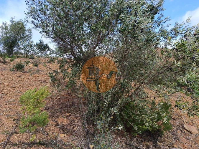 Terreno para Venda em Azinhal Foto 7