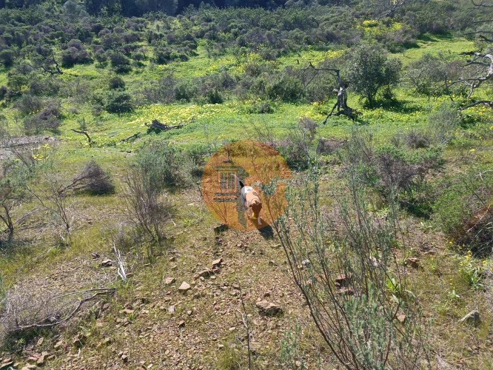 Terreno para Venda em Azinhal Foto 4