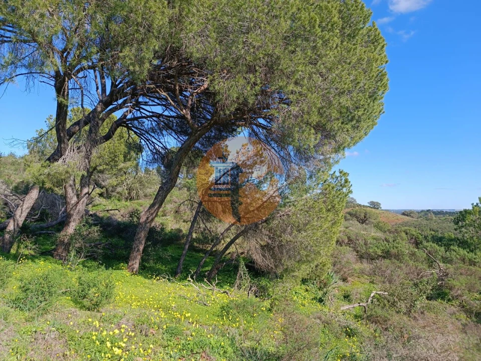 Terreno para Venda em Azinhal Foto 17