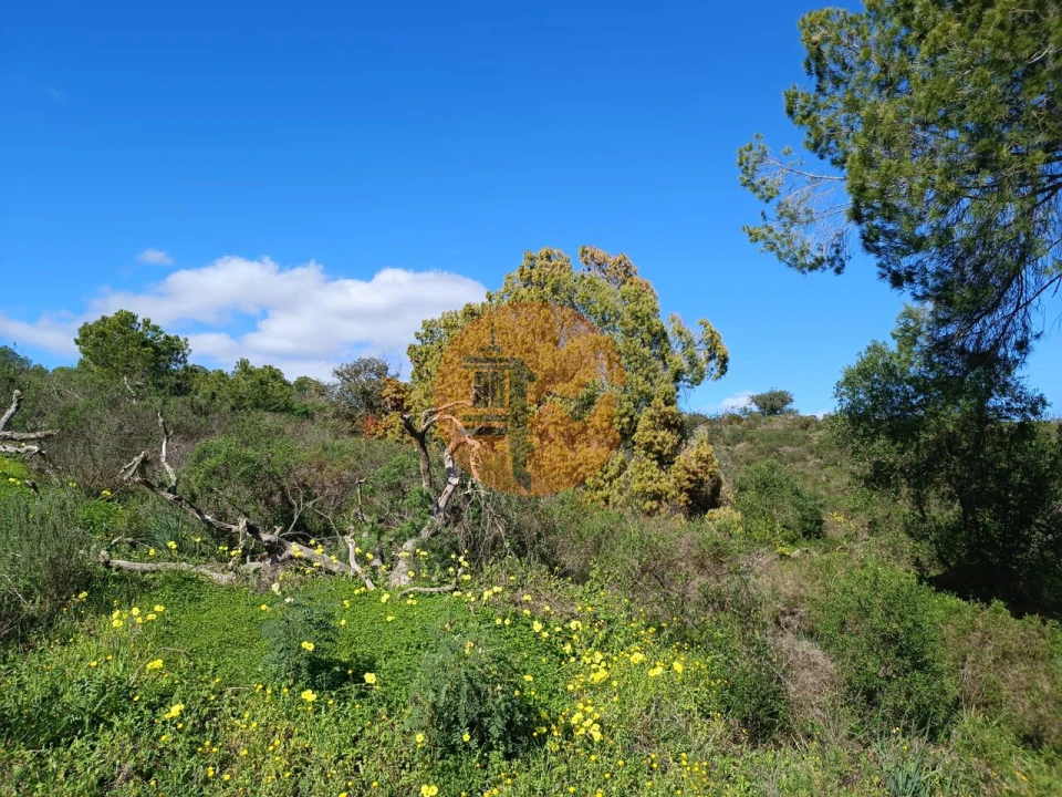 Terreno para Venda em Azinhal Foto 19