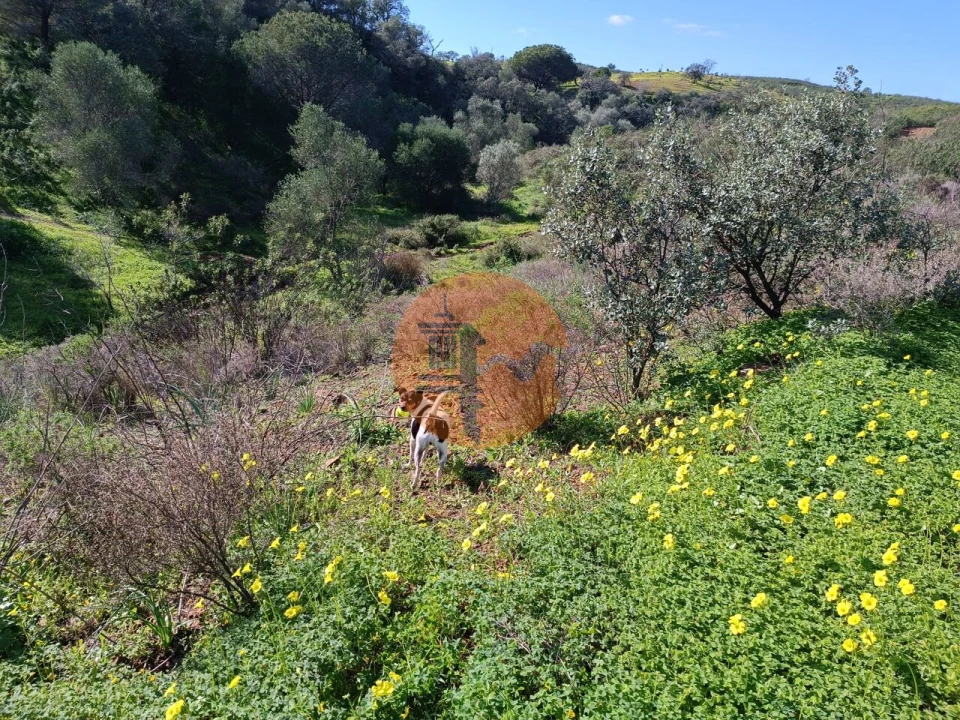 Terreno para Venda em Azinhal Foto 25