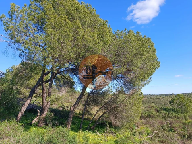 Terreno para Venda em Azinhal Foto 11
