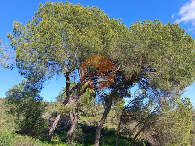 Terreno para Venda em Azinhal Foto 20