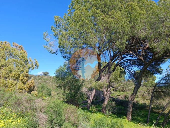 Terreno para Venda em Azinhal Foto 21