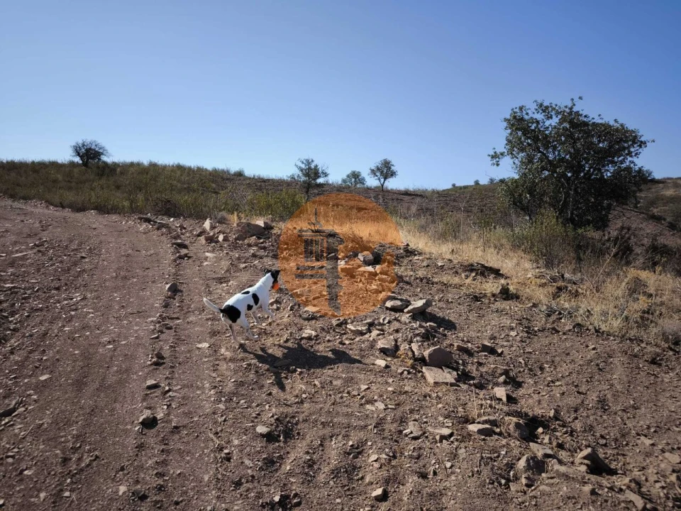 Terreno para Venda em Azinhal Foto 13