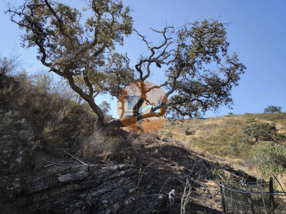 Terreno para Venda em Azinhal Foto 12