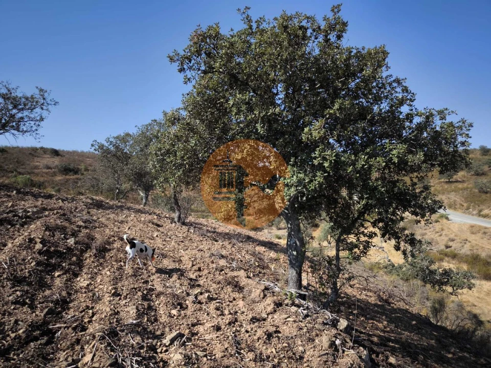 Terreno para Venda em Azinhal Foto 19
