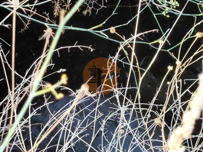 Terreno para Venda em Azinhal Foto 14