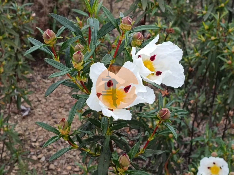 Terreno para Venda em Azinhal Foto 25