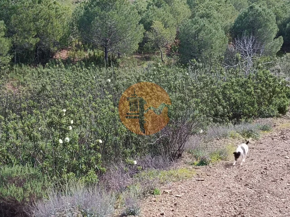 Terreno para Venda em Azinhal Foto 20