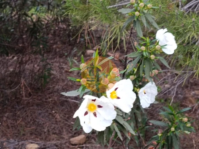 Terreno para Venda em Azinhal Foto 4