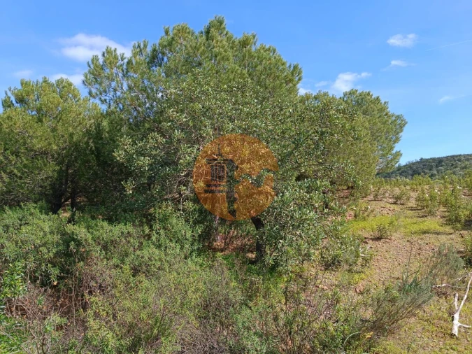 Terreno para Venda em Azinhal Foto 10