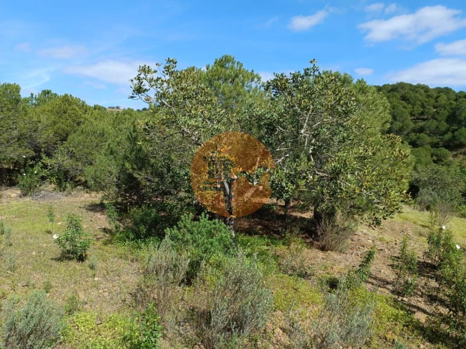 Terreno para Venda em Azinhal Foto 12