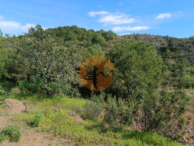 Terreno para Venda em Azinhal Foto 13