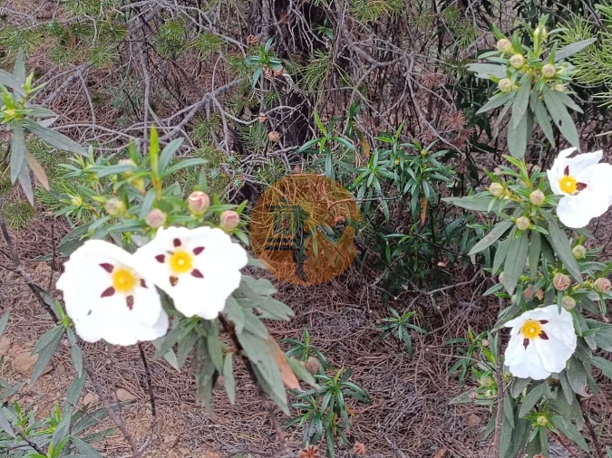Terreno para Venda em Azinhal Foto 14