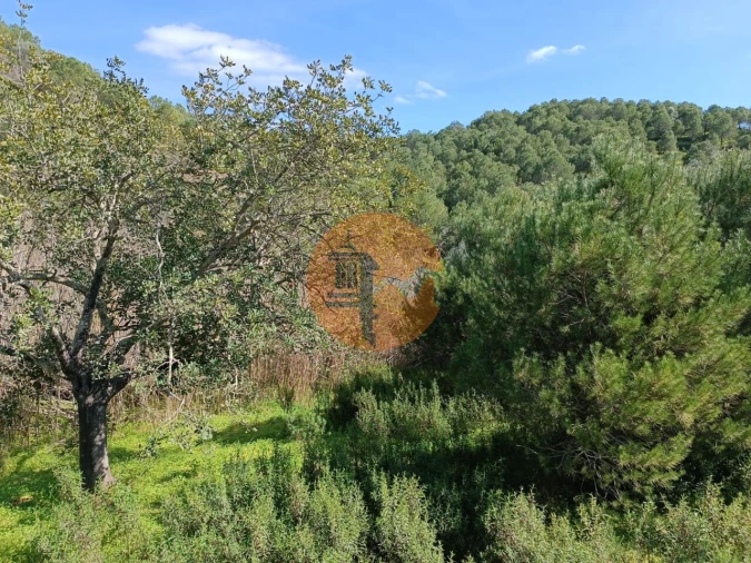 Terreno para Venda em Azinhal Foto 15
