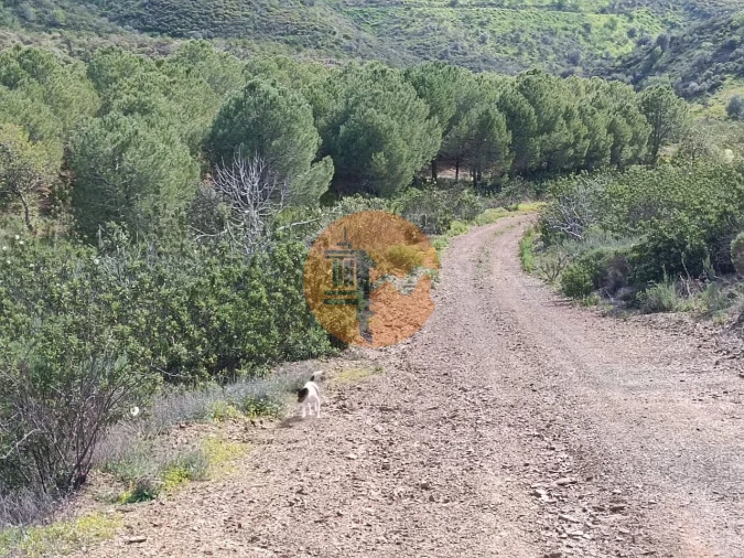 Terreno para Venda em Azinhal Foto 29