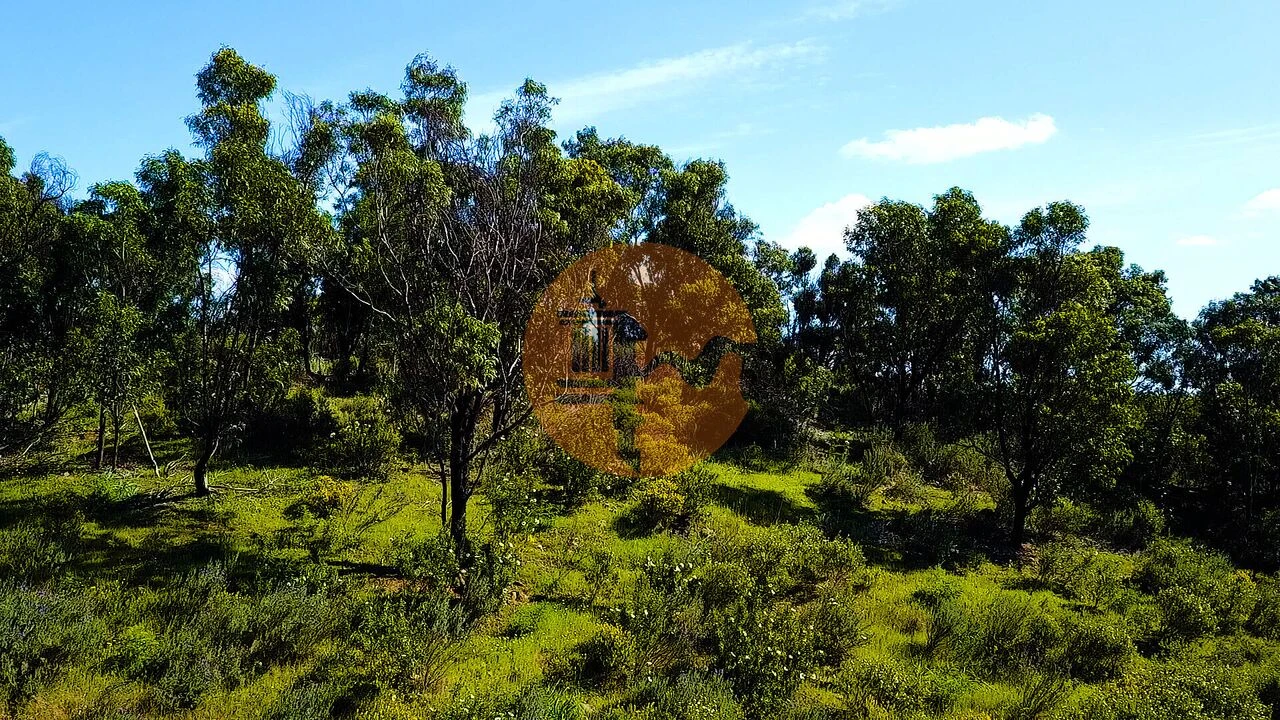 Terreno para Venda em Odeleite Foto 9