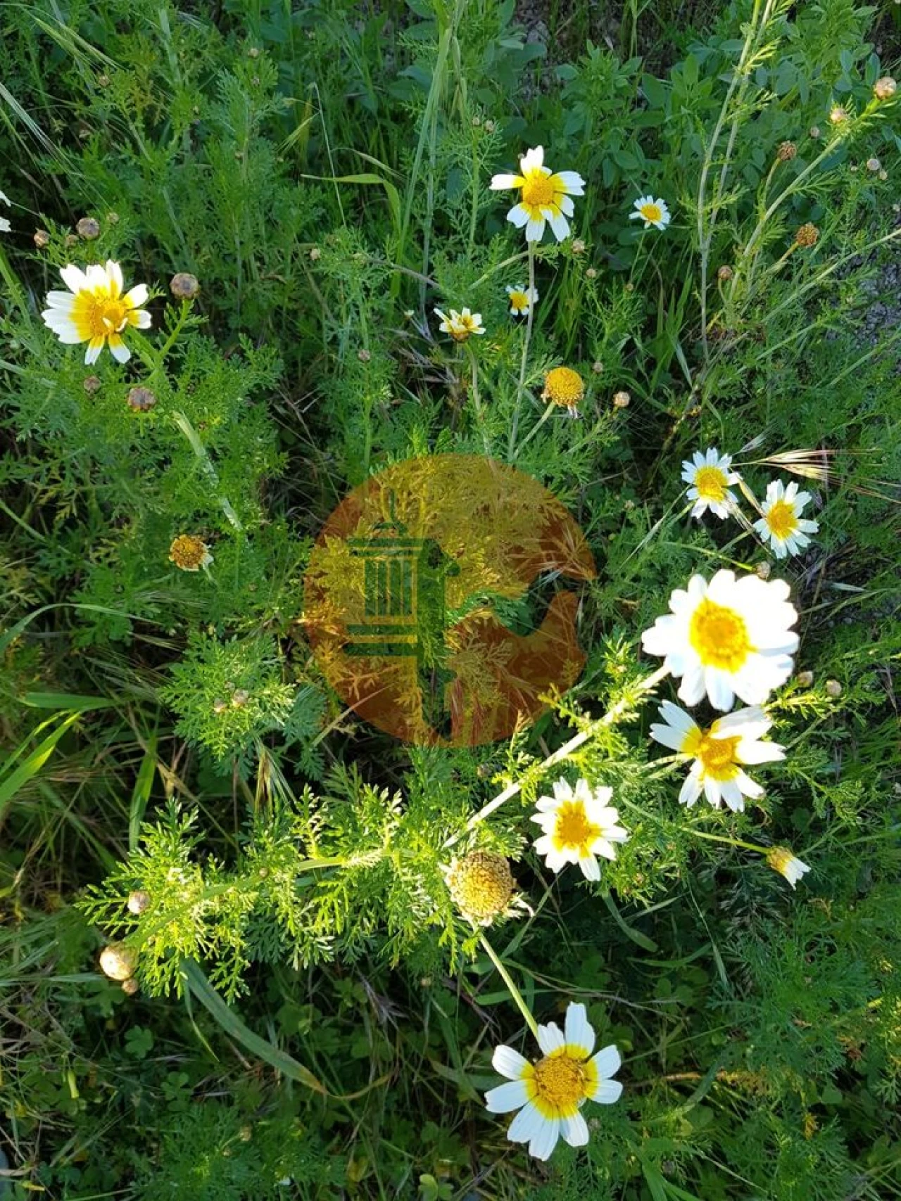 Terreno para Venda em Pechão Foto 41