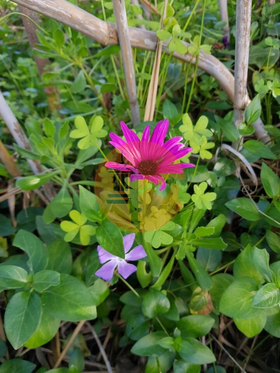 Terreno para Venda em Pechão Foto 39