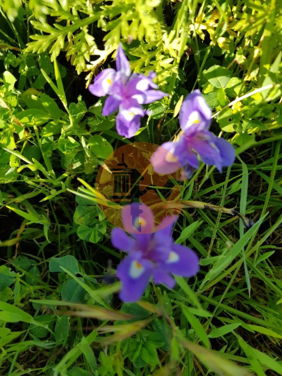 Terreno para Venda em Pechão Foto 40