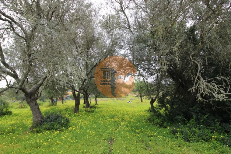 Terreno para Venda em Pechão Foto 12