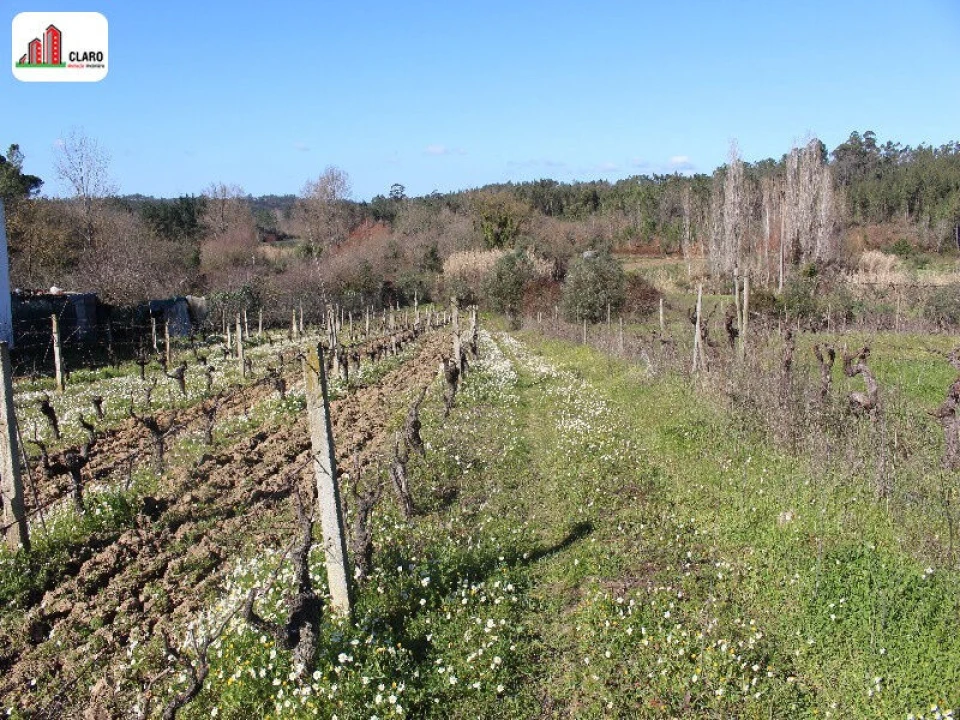 Terreno para Venda em Soure Foto 4
