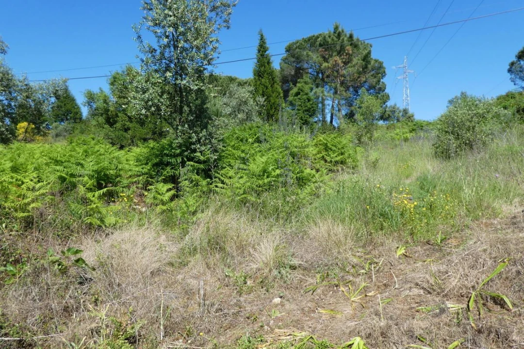 Terreno para Venda em Assafarge e Antanhol Foto 3