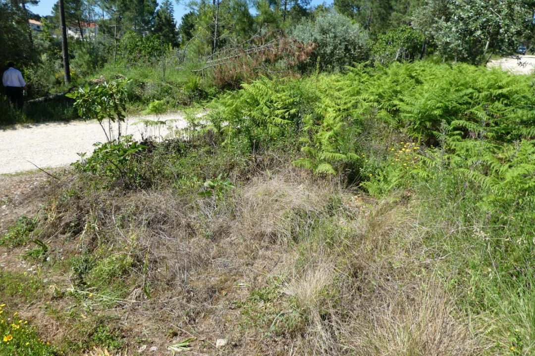 Terreno para Venda em Assafarge e Antanhol Foto 4