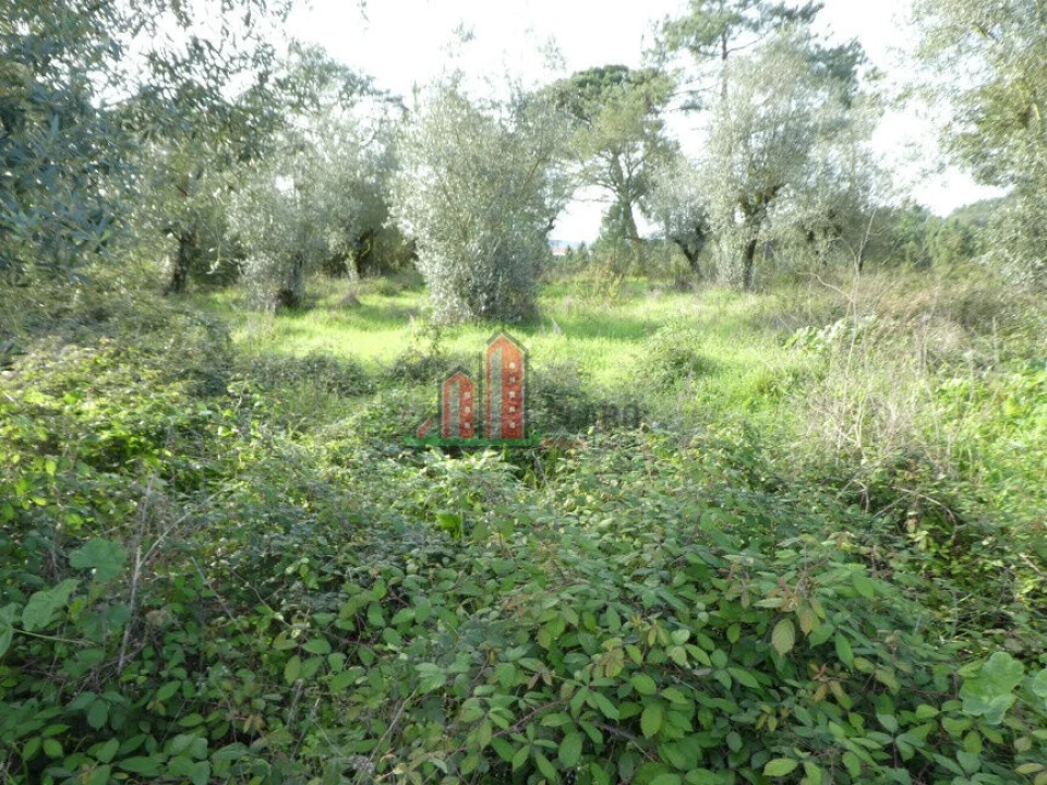Terreno para Venda em Eiras e São Paulo de Frades Foto 6