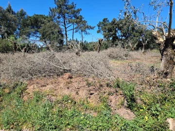 Terreno para Venda em Eiras e São Paulo de Frades