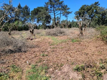 Terreno para Venda em Eiras e São Paulo de Frades