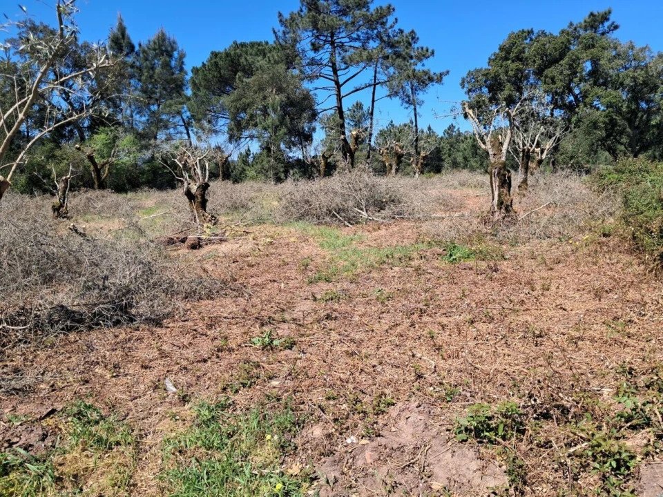 Terreno para Venda em Eiras e São Paulo de Frades Foto 8