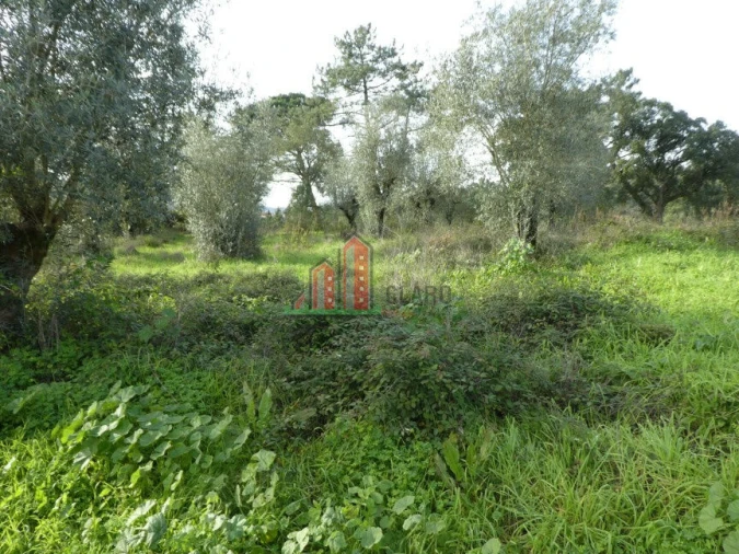 Terreno para Venda em Eiras e São Paulo de Frades