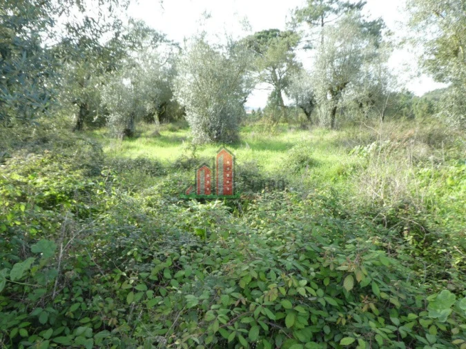 Terreno para Venda em Eiras e São Paulo de Frades Foto 6