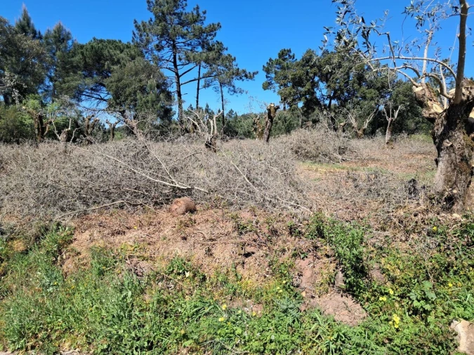 Terreno para Venda em Eiras e São Paulo de Frades Foto 10