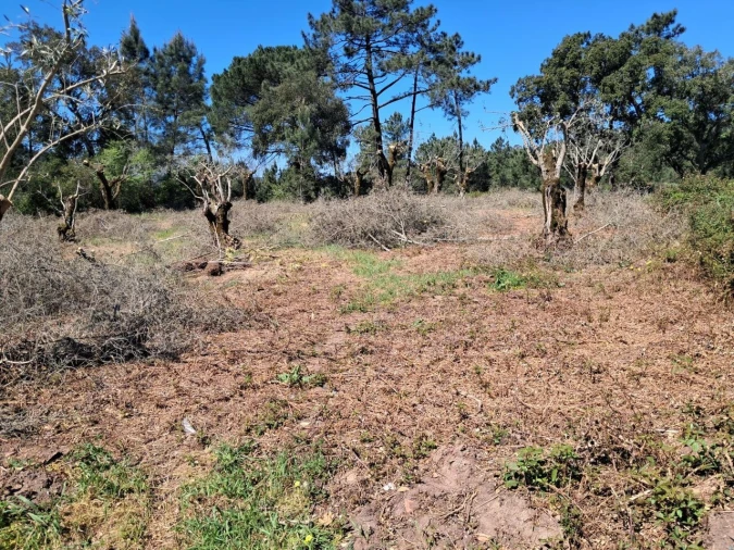 Terreno para Venda em Eiras e São Paulo de Frades Foto 8