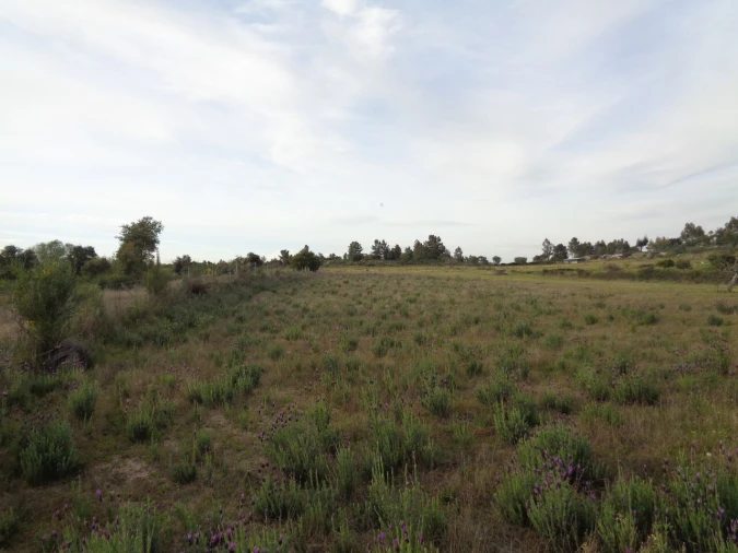 Terreno para Venda em São Miguel de Acha Foto 8