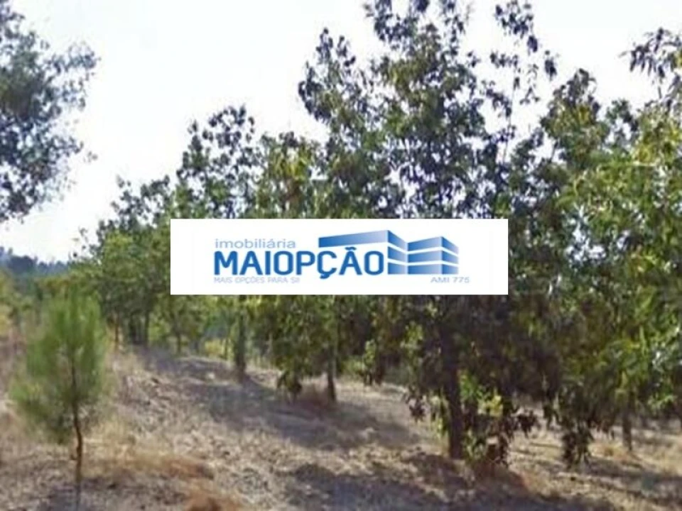 Terreno para Venda em Moimenta da Beira Foto 1