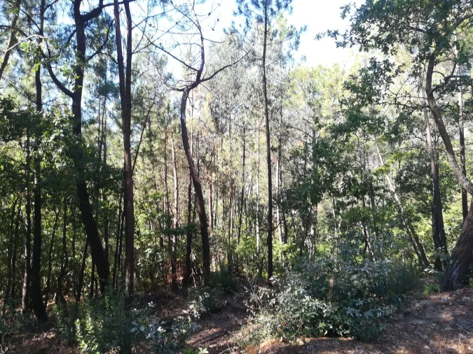 Terreno para Venda em Castelões Foto 2