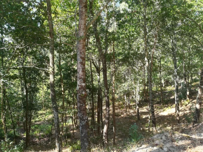 Terreno para Venda em Castelões Foto 3