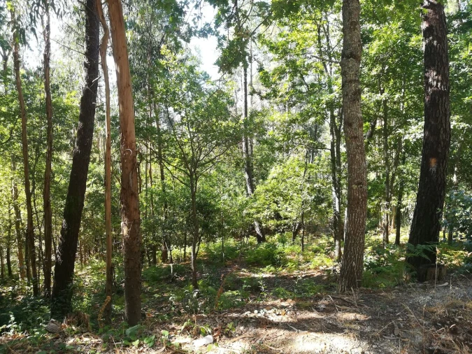Terreno para Venda em Castelões Foto 4
